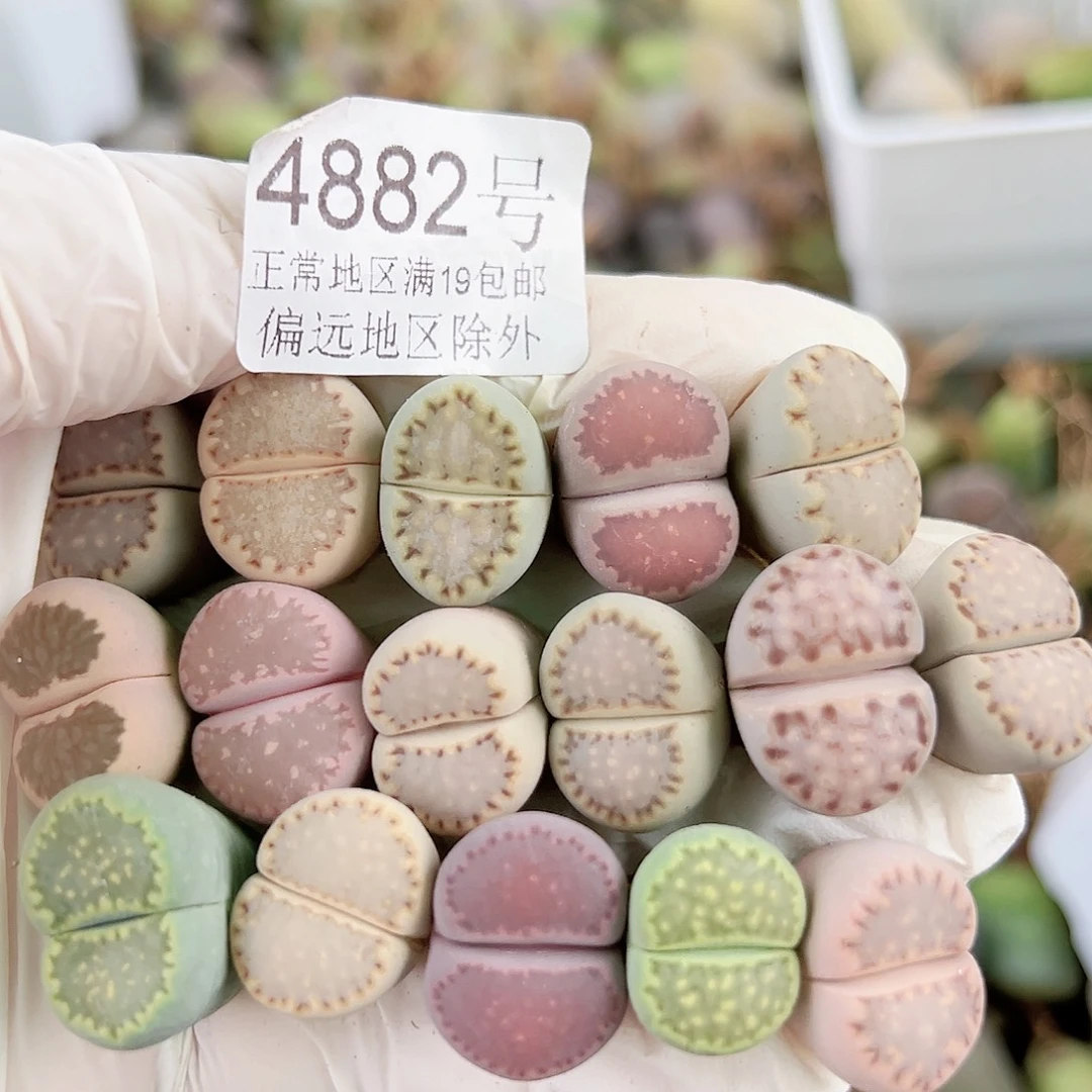 4882四年彩饼干16个1.5cm左右