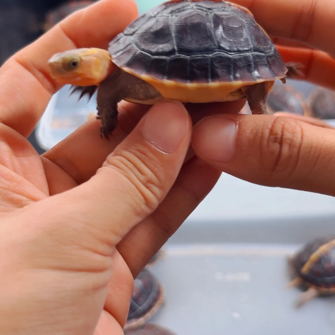 宠物龟不分公母直播间挑选活体可爱宠物龟