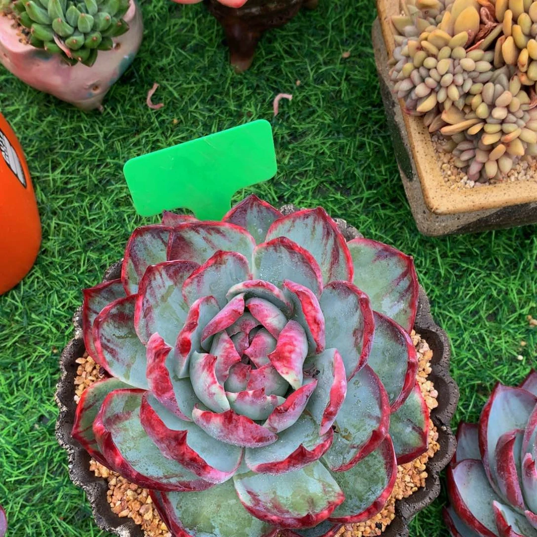 夏**语惊鸿仙子多肉植物62627