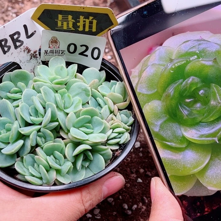 多肉植物多肉植物