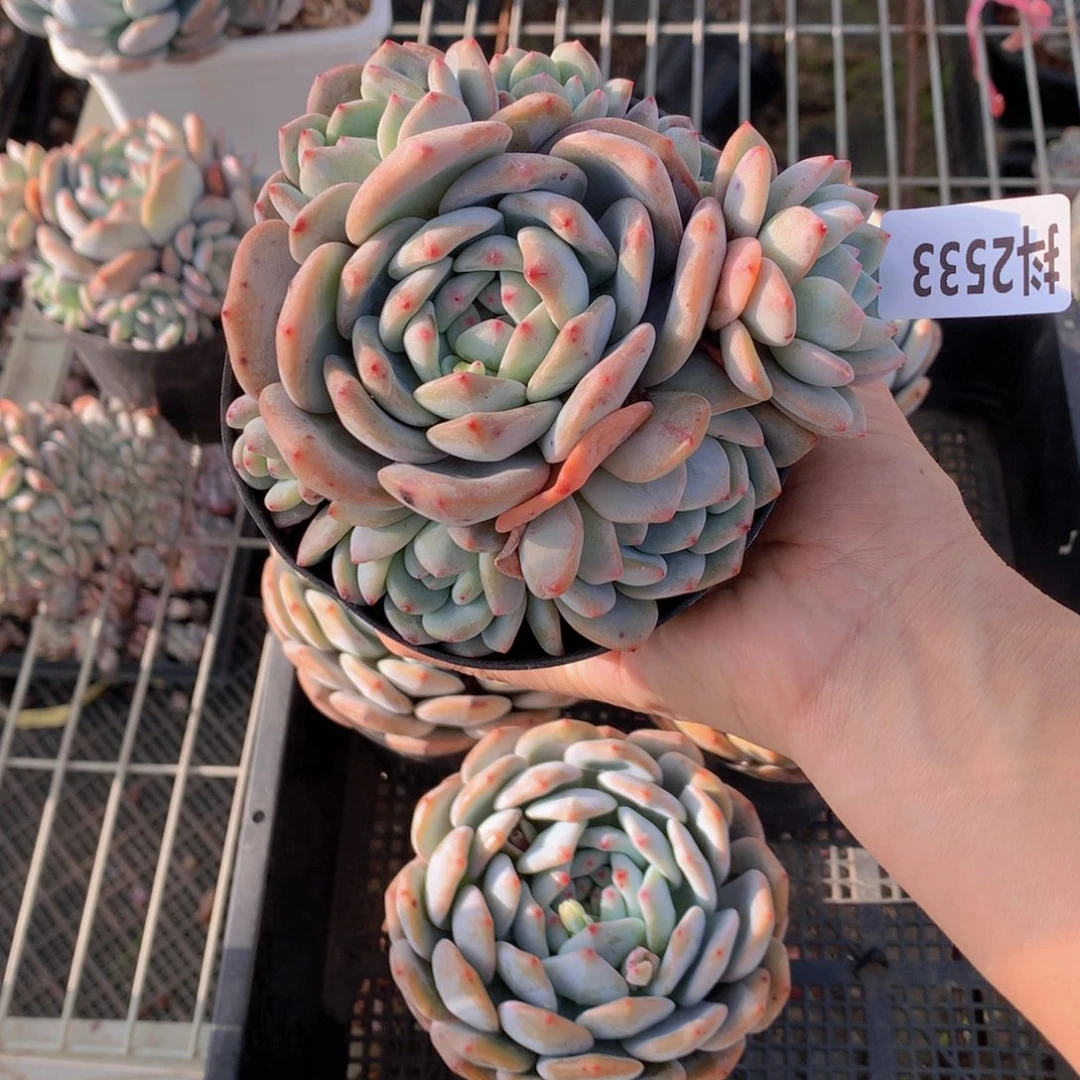 2533多头一个小时没睡觉。新年