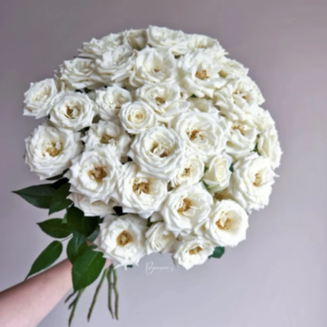 【云之卉】白泡泡多头 基地现采现发 同地址任意两单顺丰包邮