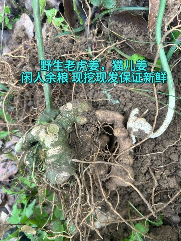 现挖现发野生老虎姜 仙人余粮 猫儿姜
