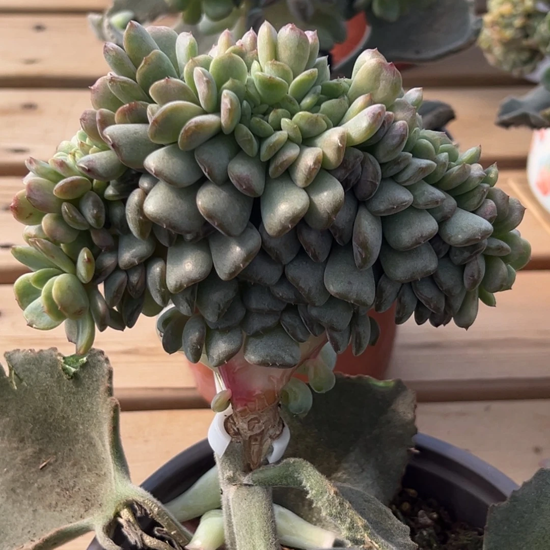 安***儿新年快乐 新年快乐