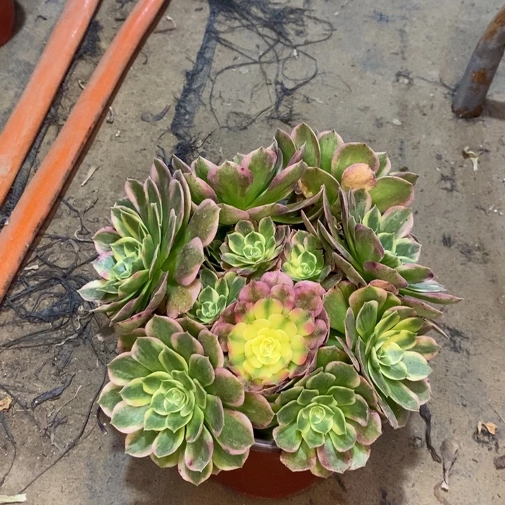 海鲜多肉植物44。