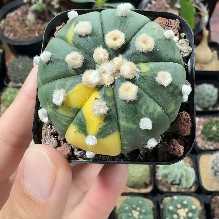 兜锦仙人球123456