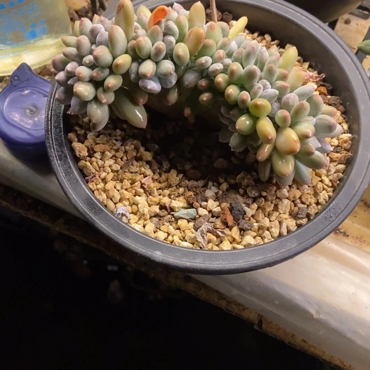 B****n多肉植物一物一拍