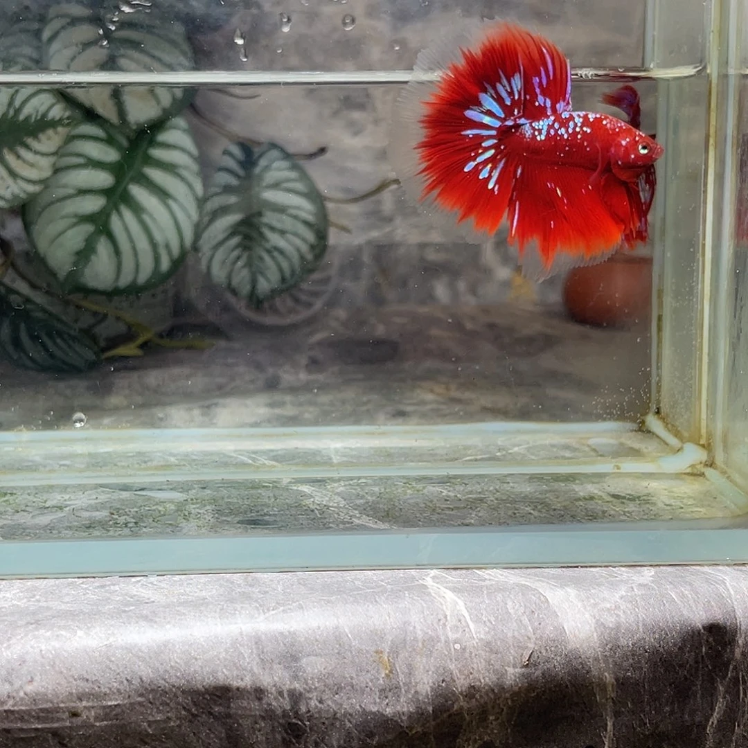 斗鱼育平斗鱼泰国斗鱼