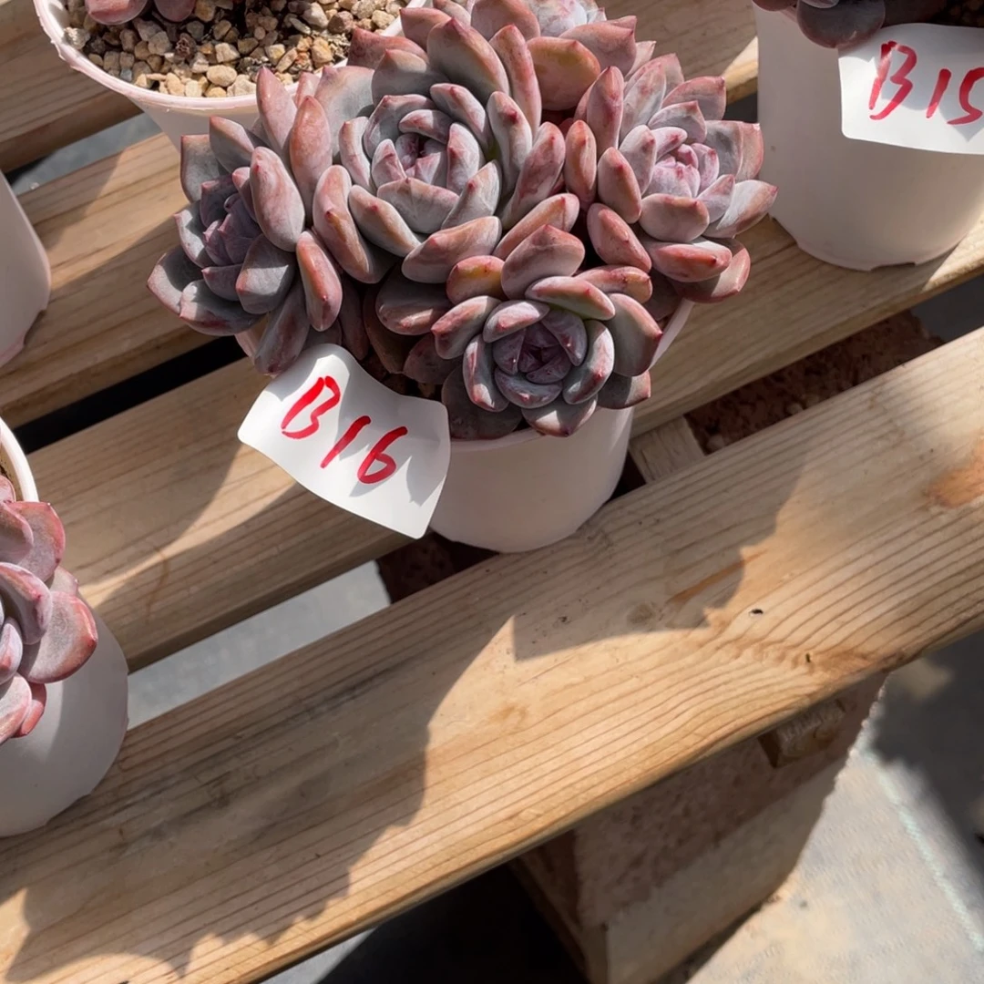 唐***号B016静好多肉园艺