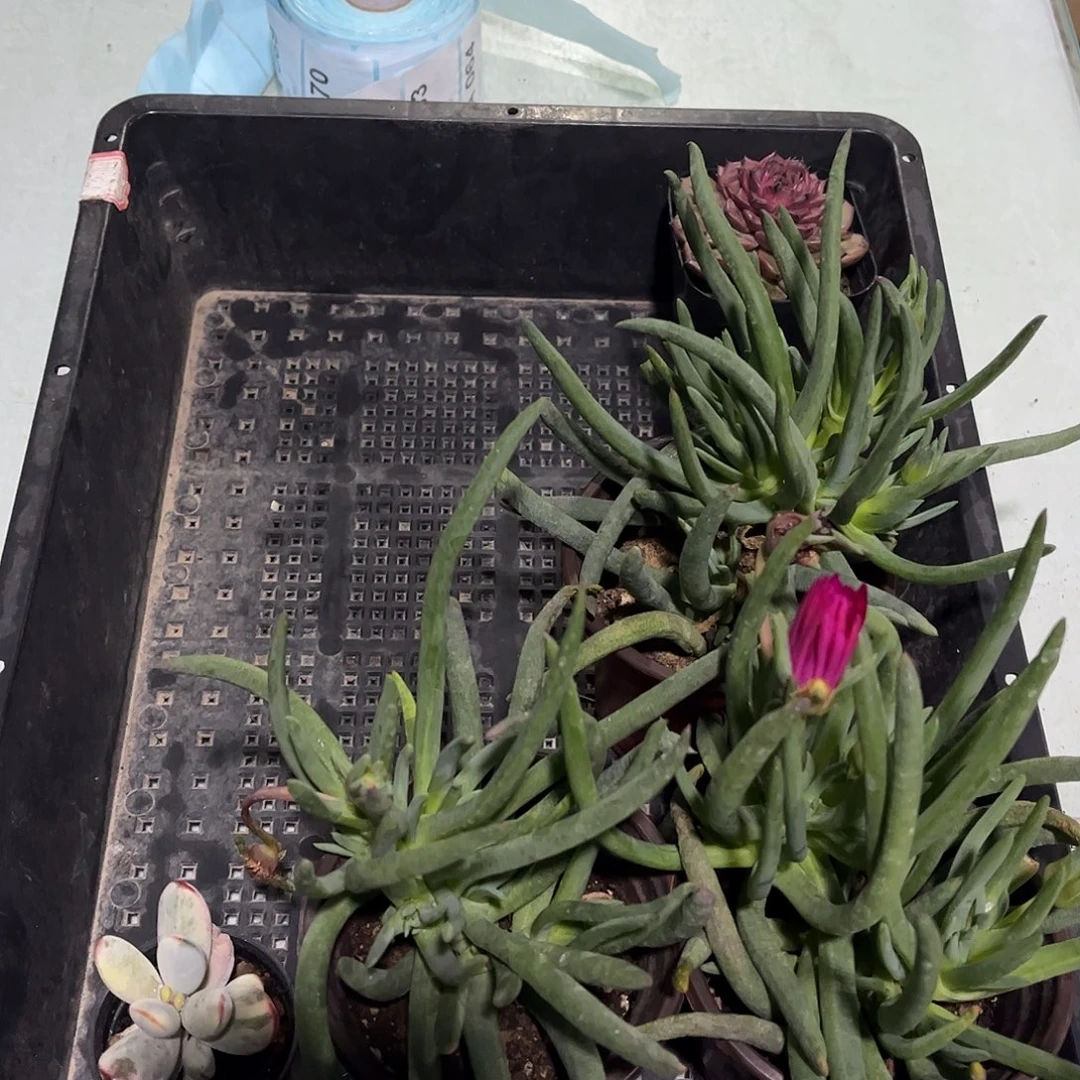 多肉056多肉植物，
