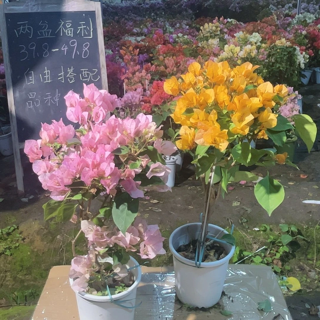 无花朵三角梅1308