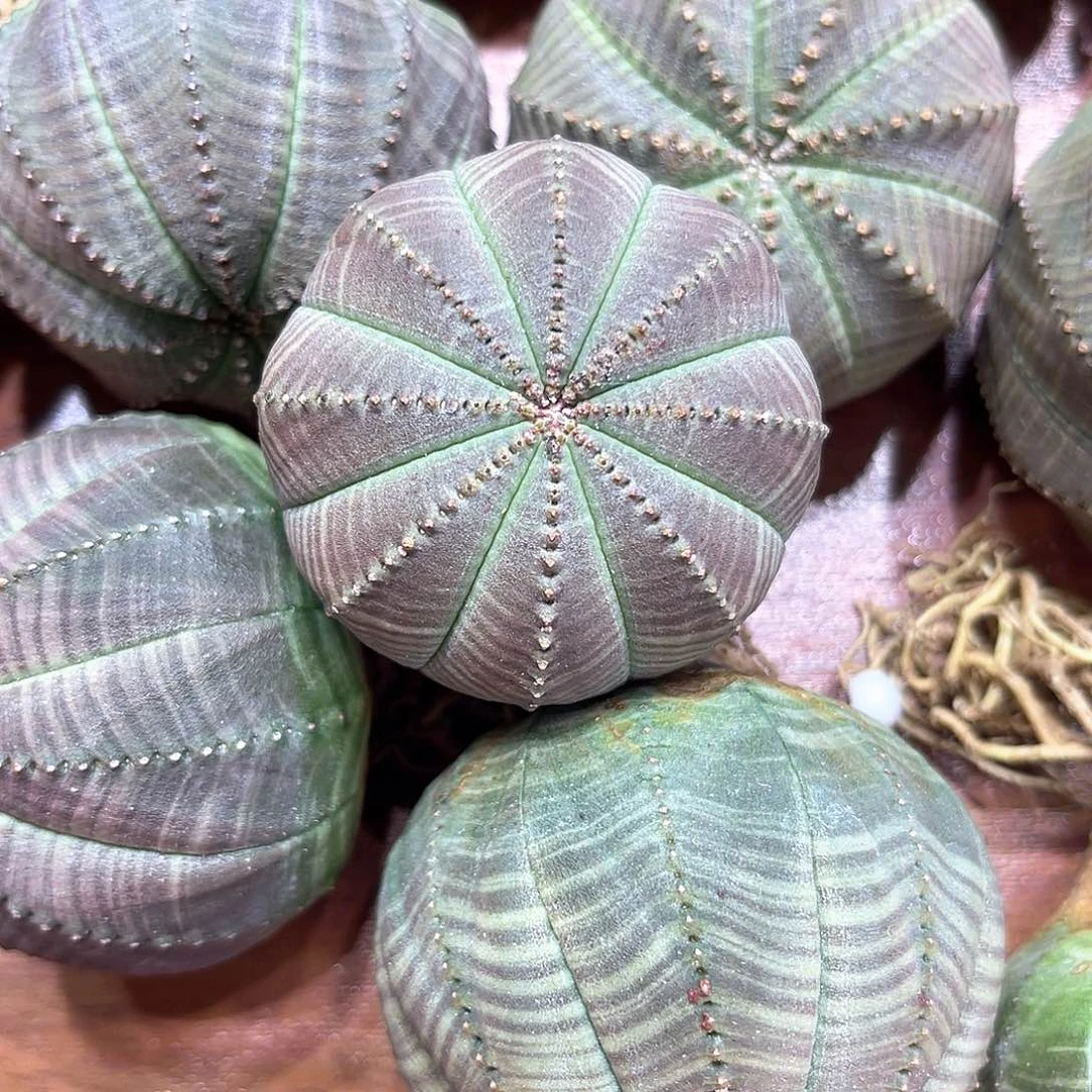 L**生欧系特价布纹球001