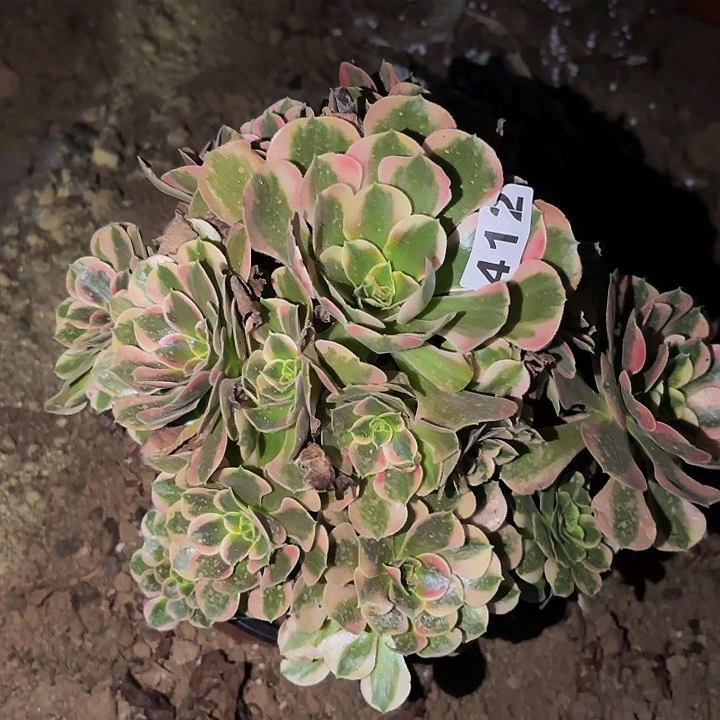 412女郎多肉植物不售后