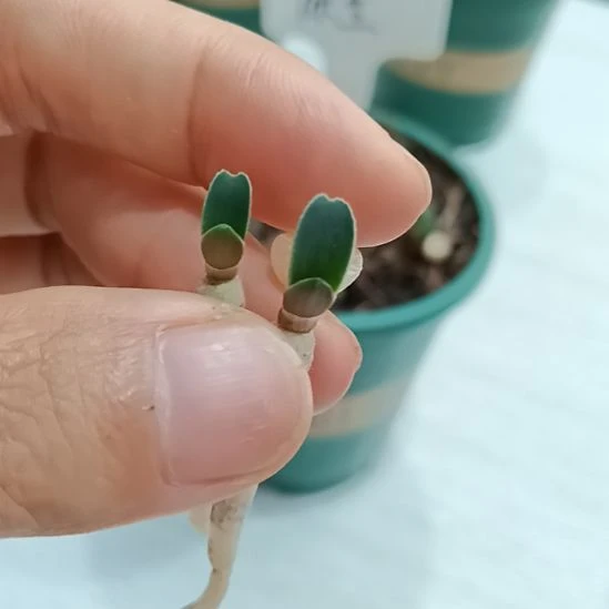 无花朵特色花卉君子兰小苗君