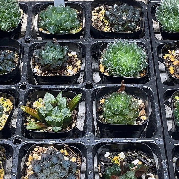 6 脱土发货8颗13.9包邮