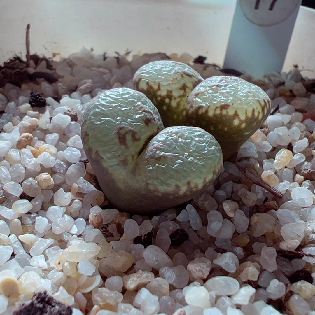 1228-234多肉多日536