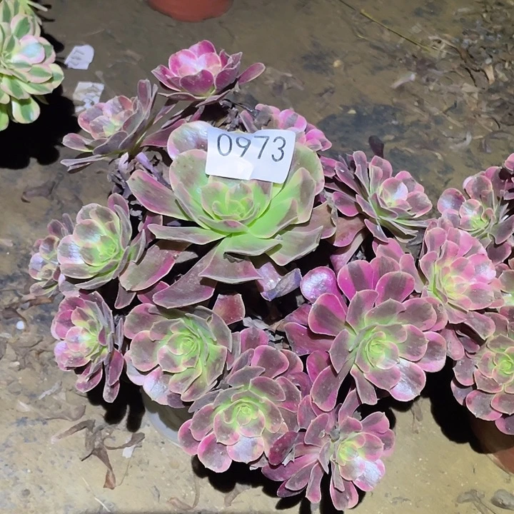 多肉植物法师973凤冠