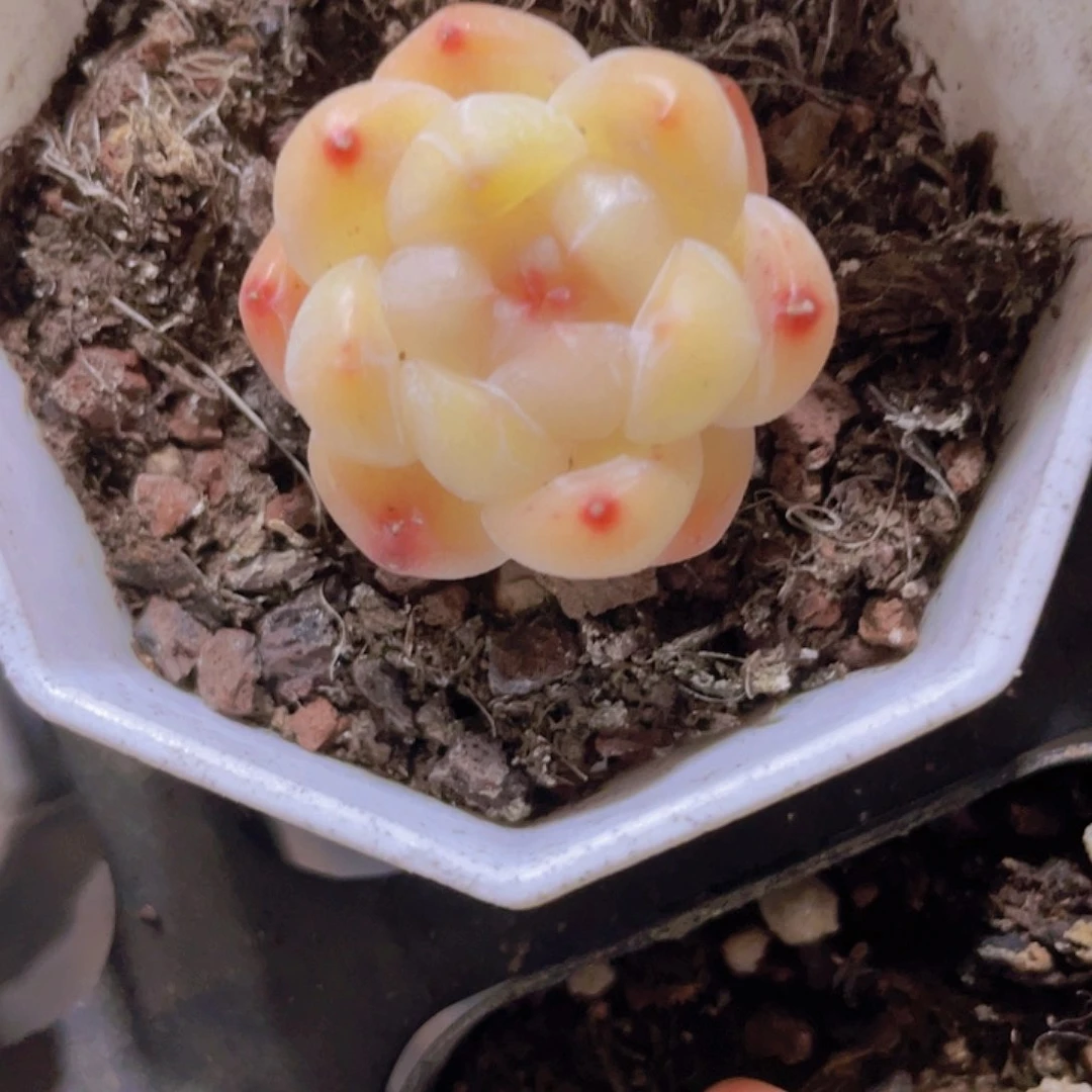 ?****?溏心珍妮e014一物一拍