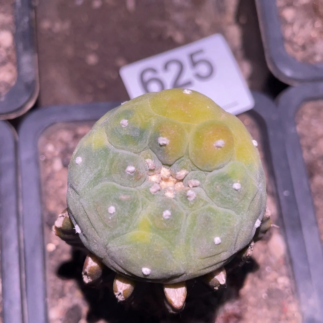 全部花朵仙人球开花625 仙人球