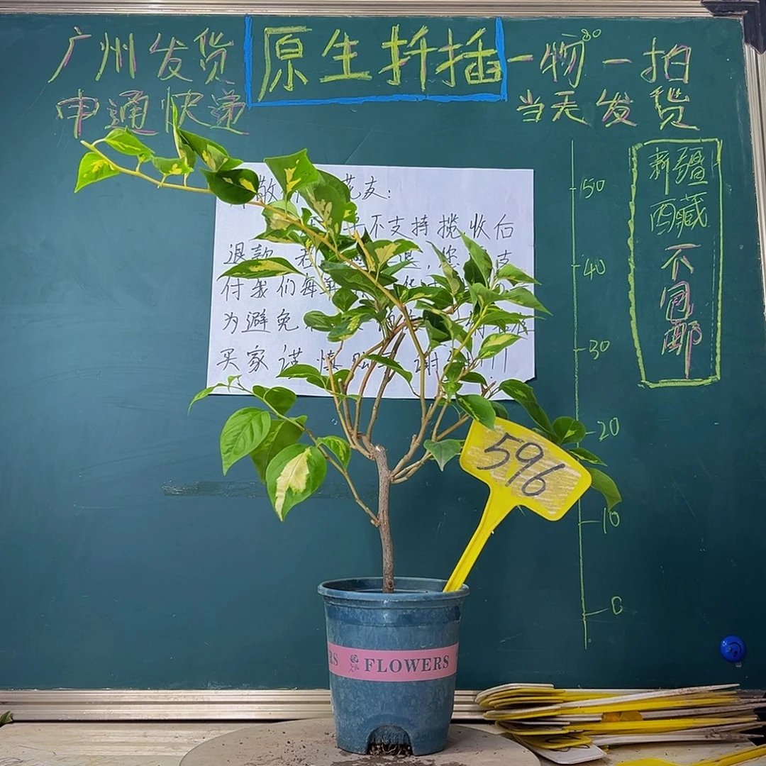 当前无花栽培后可以开花金心橙白596