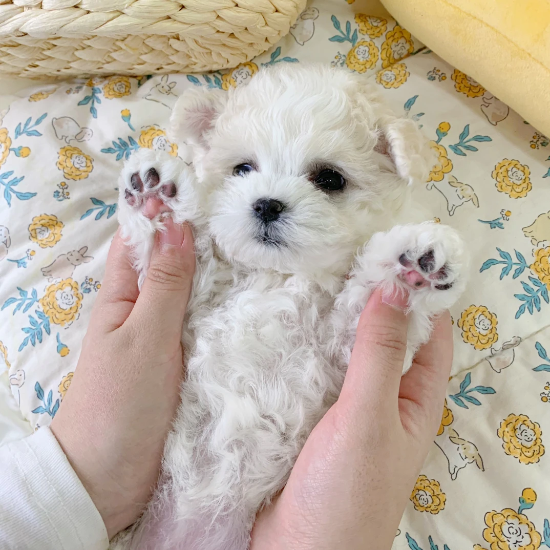 宠相伴 pet 韩系小比熊