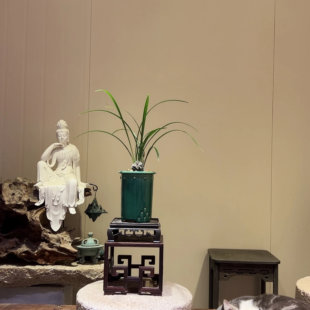 大部分花苞少量开放花开富贵