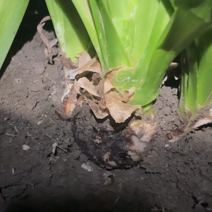 ღ****无花朵混坨 一颗。不包品种