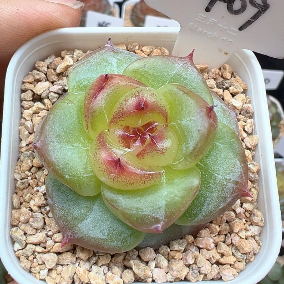 409号绿菩提 晗雨多肉