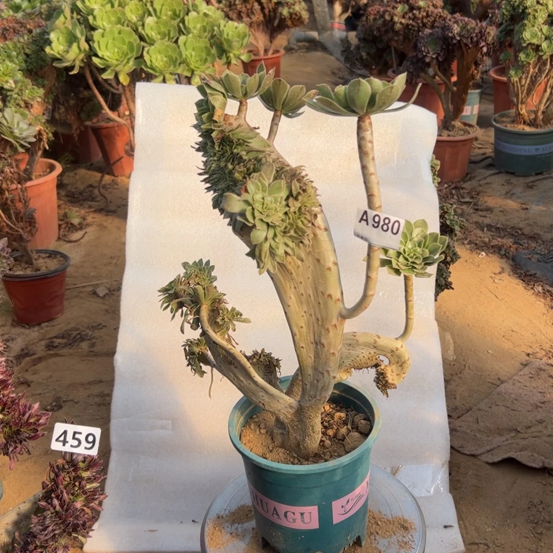 微瑕疵原始绿980啦啦