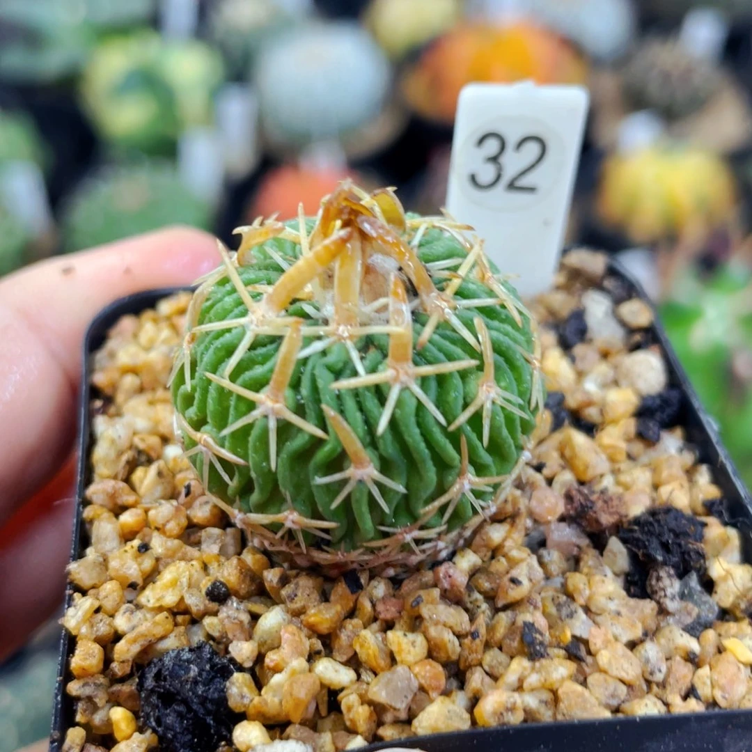 盆5公分满25包邮裸根发货