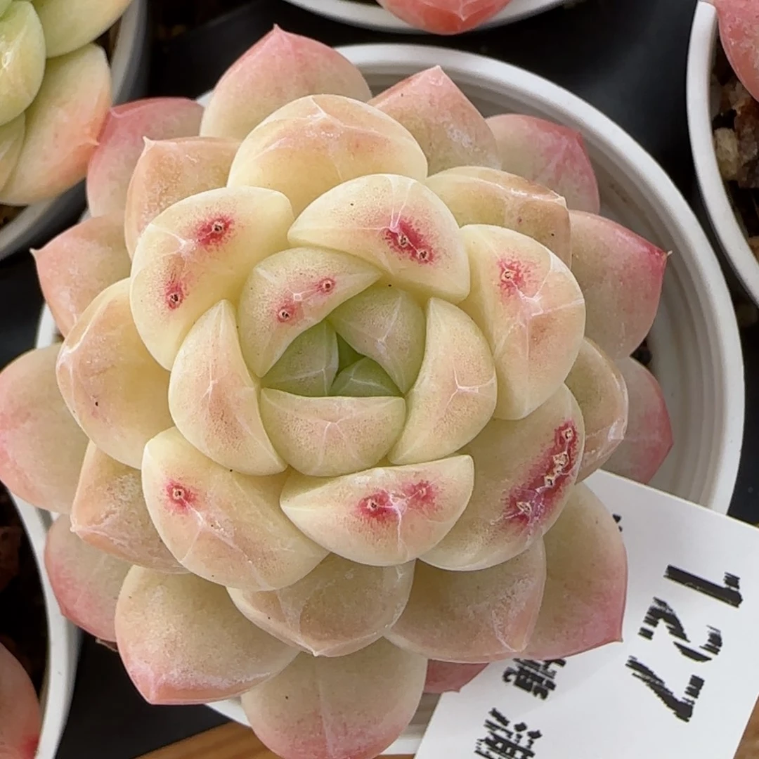 花语逸境0216-127