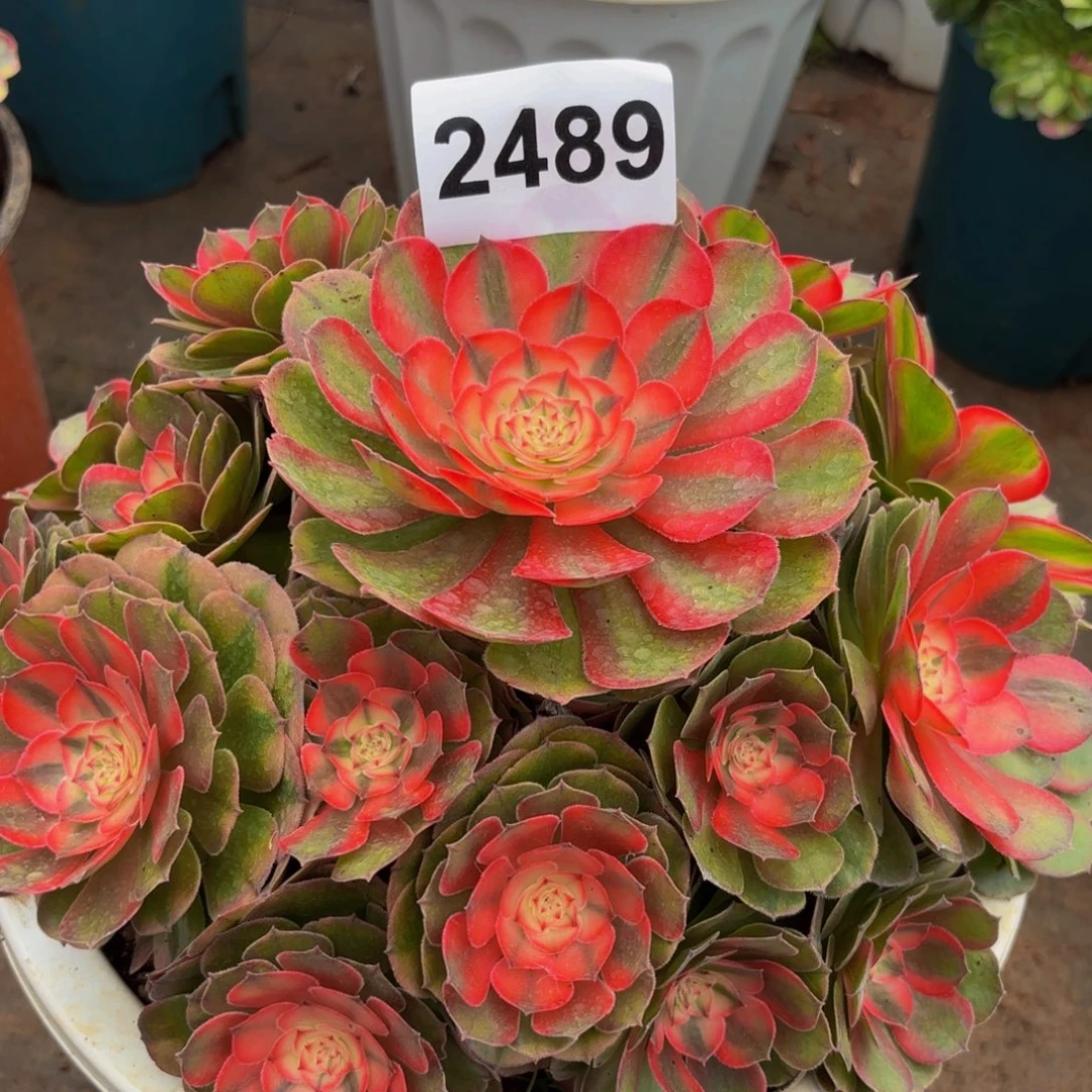 2489多肉植物荔枝