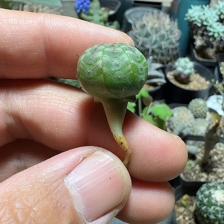 884布纹球脱土发货