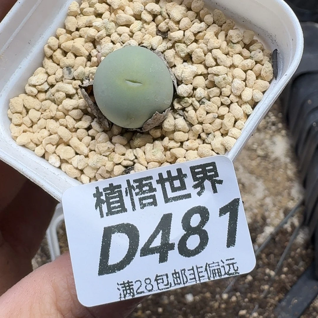 drzwdra多肉植物的是