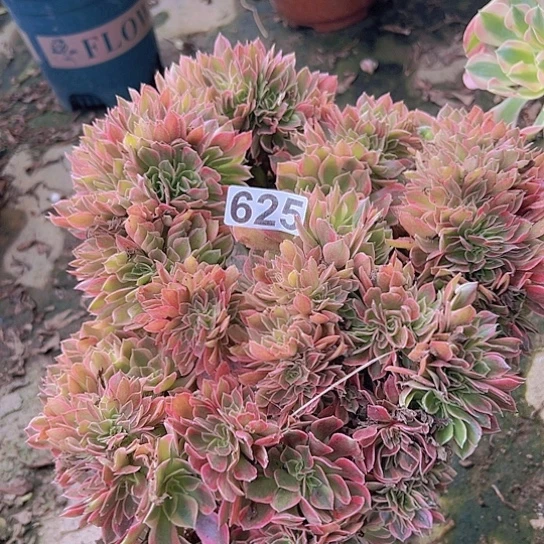 平***活多肉植物一个女神追