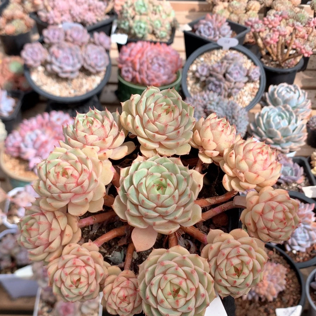 15厘米12头黄金本吧 捧花 5608