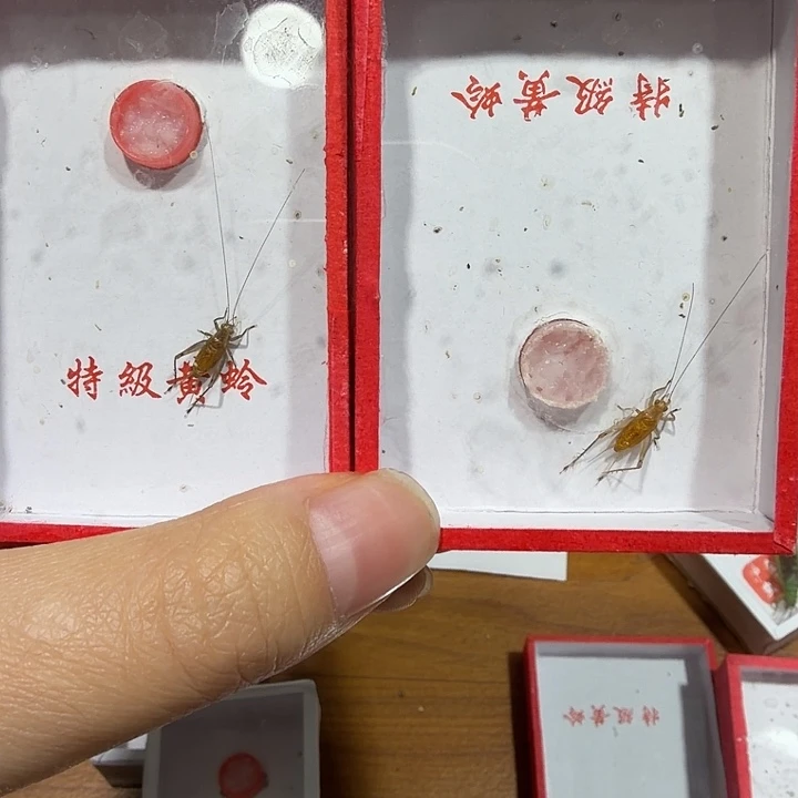 蟋蟀冬黄蛉中短须二条