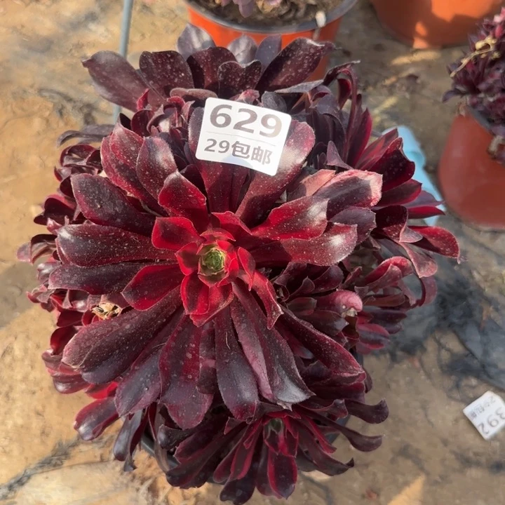 蒙娜丽莎……多肉植物的