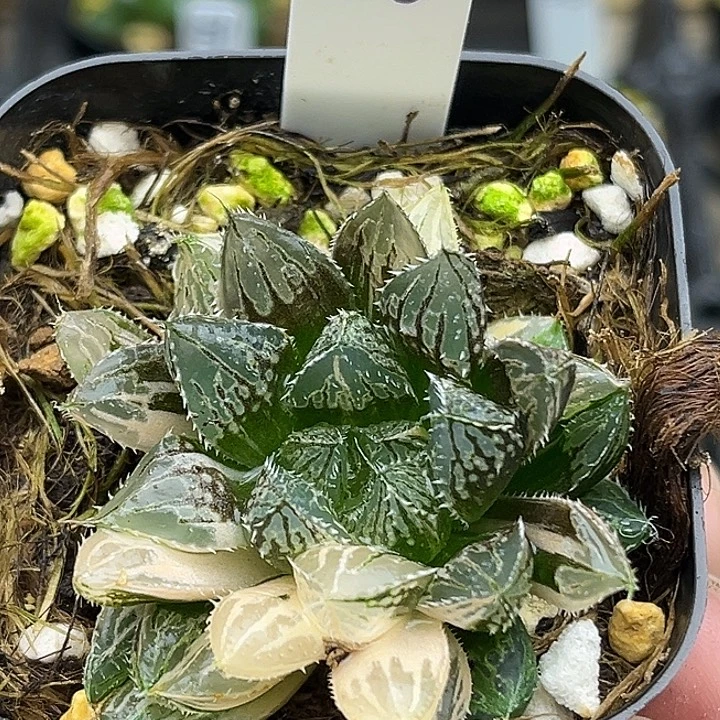 56小叶楼兰玉露锦