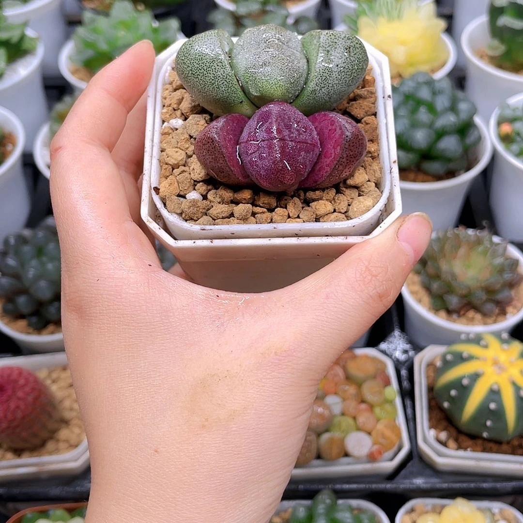 双元宝多肉，白盆