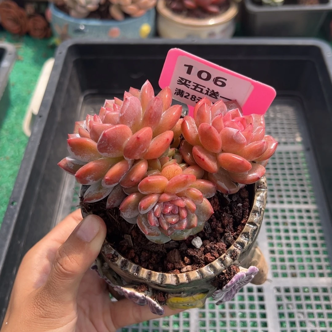表妹精品多肉植物106.