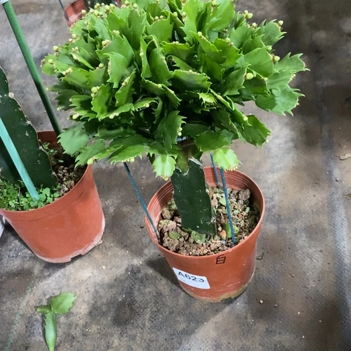 当前无花栽培后可以开花623白玛丽