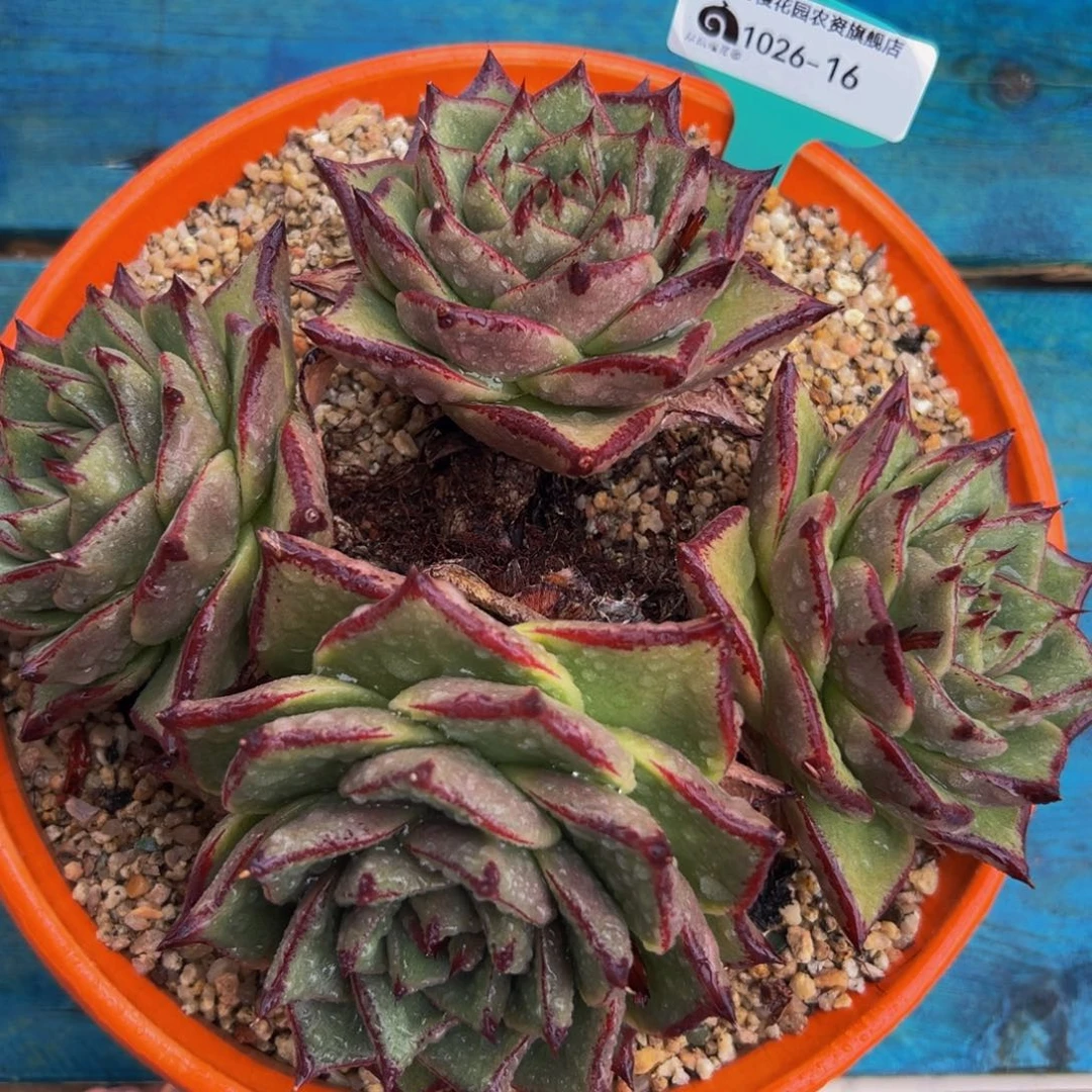 从前慢多肉精选编号1026-16