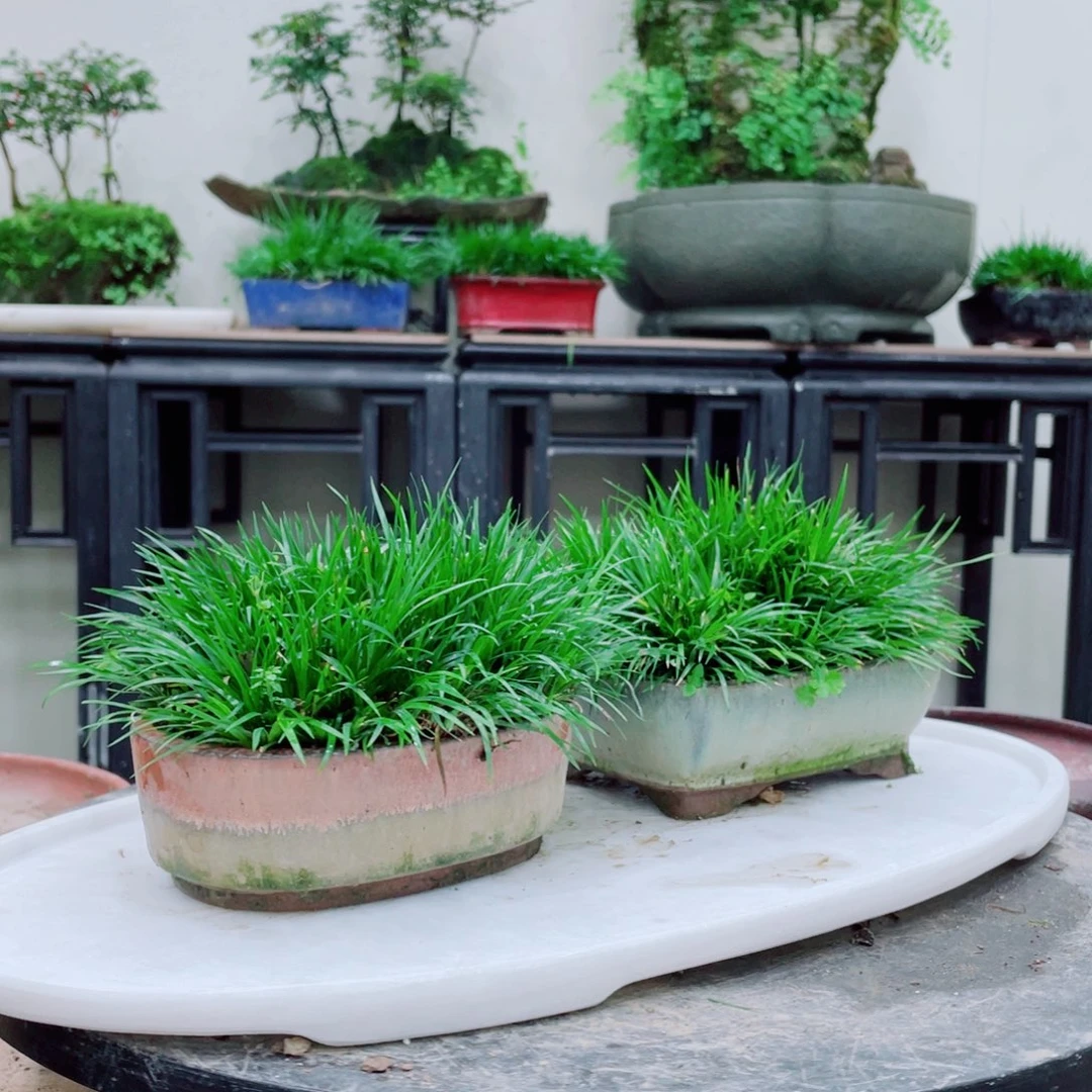 无铅玻璃佐**间铁线蕨等植物为食之佳品