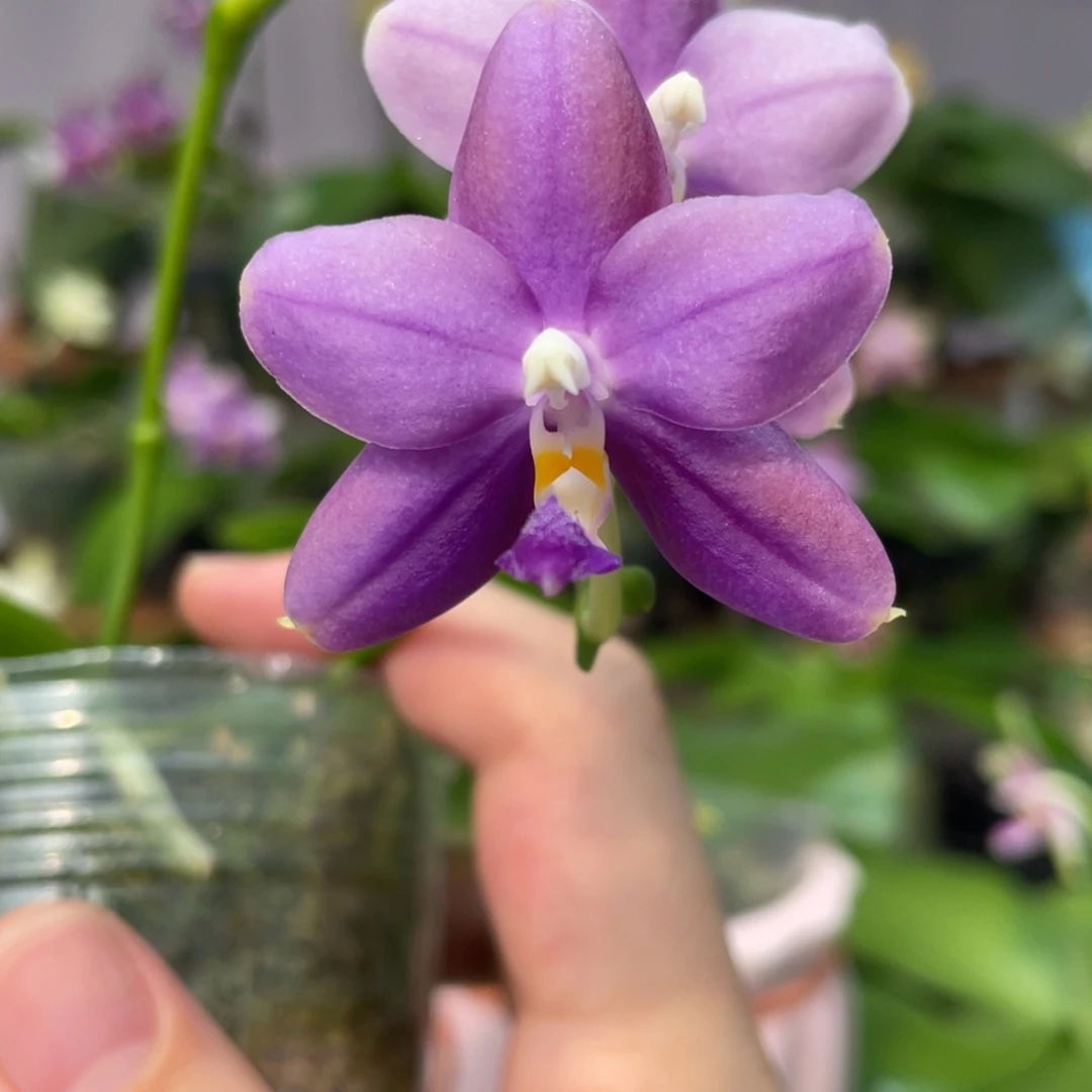 完全开放02叶瑕花期不保