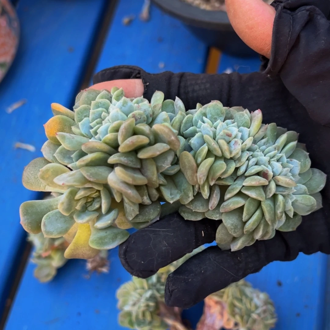 熔晶缀化天天开心