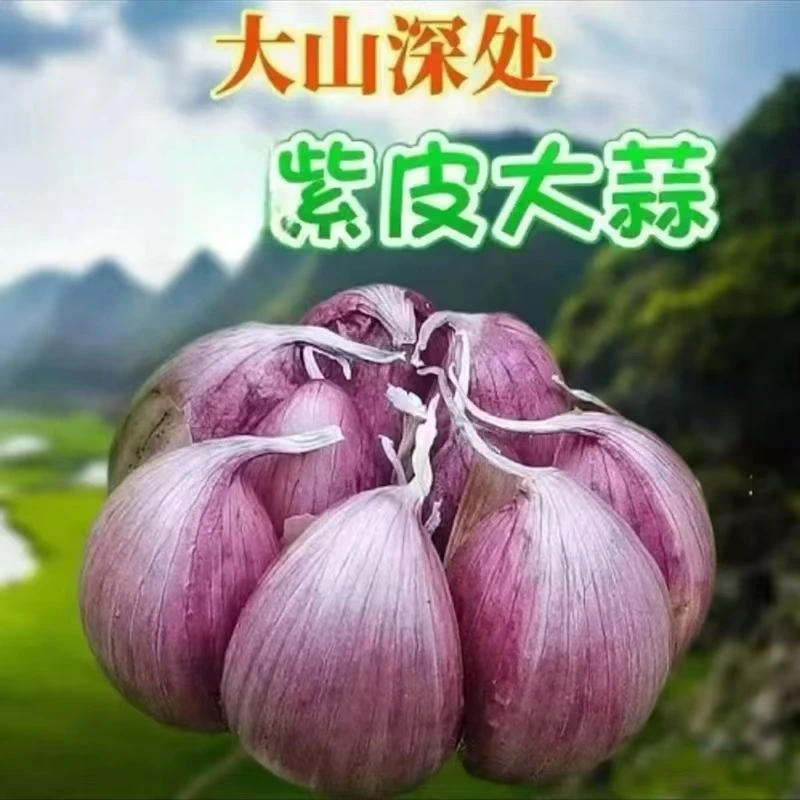 【现挖鲜蒜5斤】头茬新鲜现挖紫皮多瓣大蒜头可腌制糖醋蒜