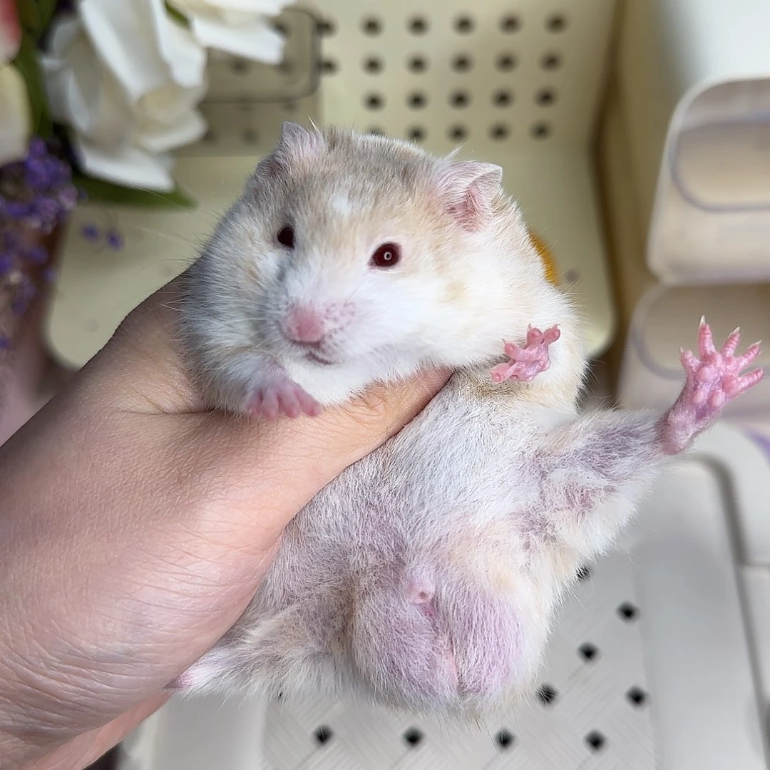 24短毛鸽灰波弟弟4.9生日