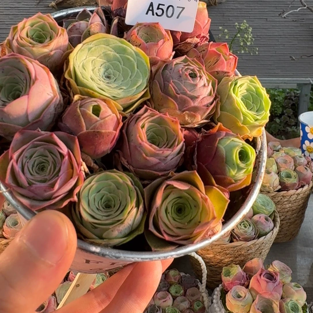 A507铁艺花盒玫瑰组合