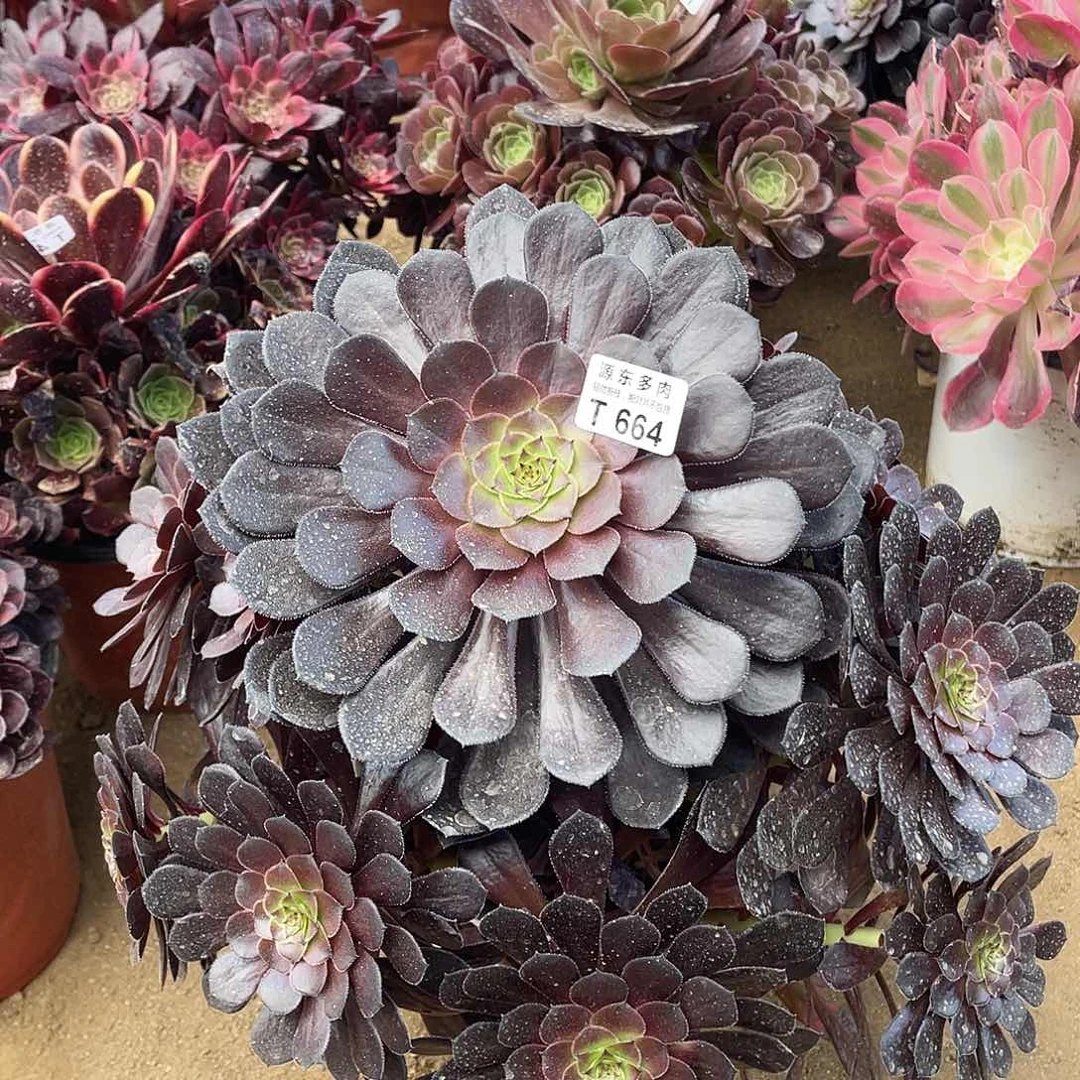 664黑铜壶多肉法师断枝不包